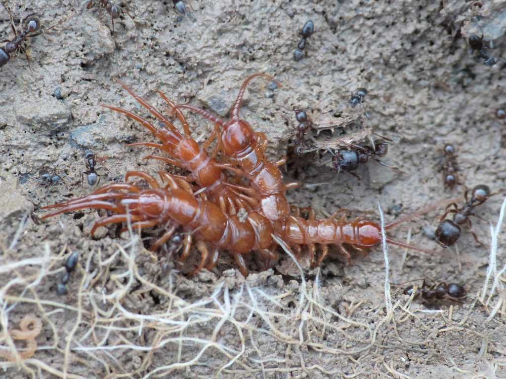 Lithobius sp. ospiti di Messor structor - Tolfa (RM) e Roma